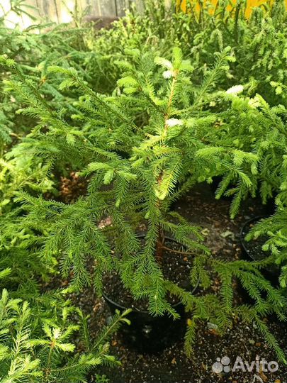 Ель обыкновенная саженцы