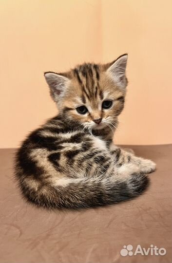 Шотландские прямоухие котята