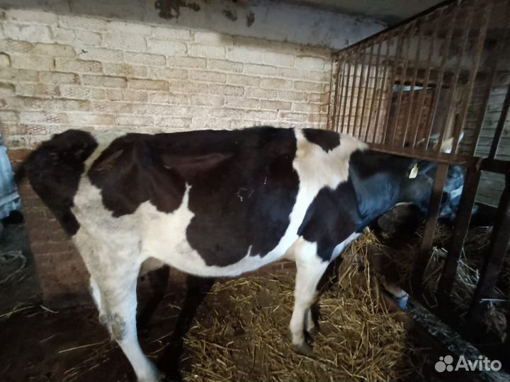 2 Коровы, не стельные