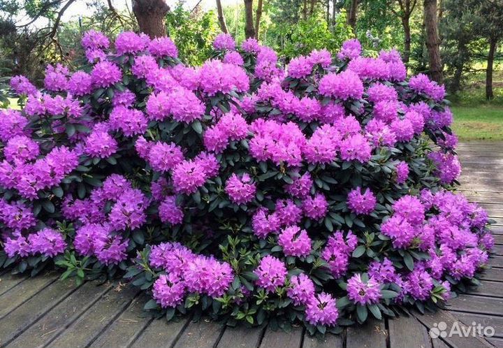 Рододендрон