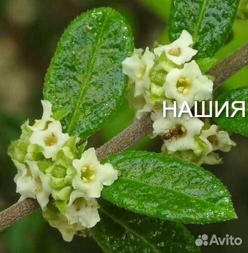 Нашия инагуенсис(Nashia inaguensis)