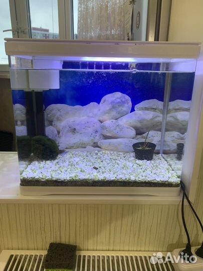 Аквариум pride