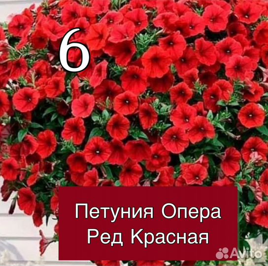 Петуния ампельная Опера