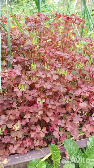 Саженцы березы