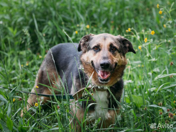 Кроткая, душевная девочка овчароид в добрые руки