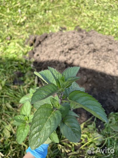 Мята шоколадная, смородиновая, тик так