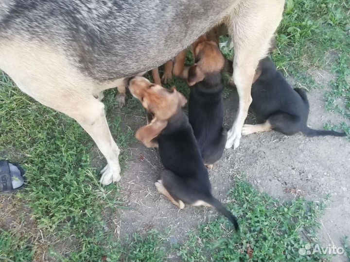 Русская гончая