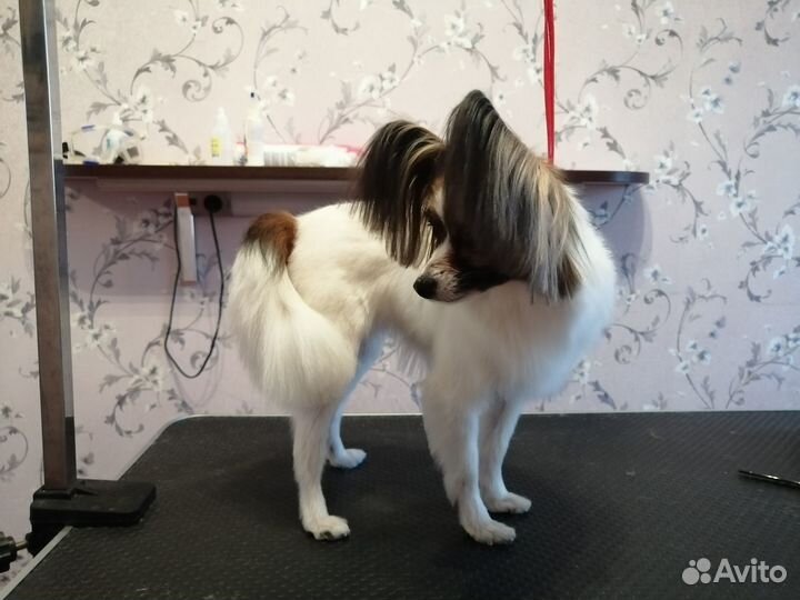 Груминг собак