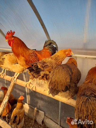 Яйцо на инкубацию