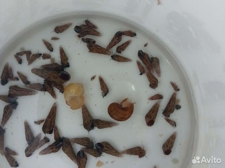 Милании и гуппи