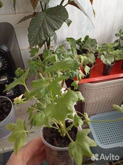 Герань пеларгония