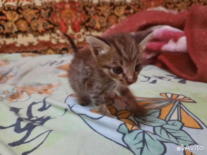 Отдам в добрые руки