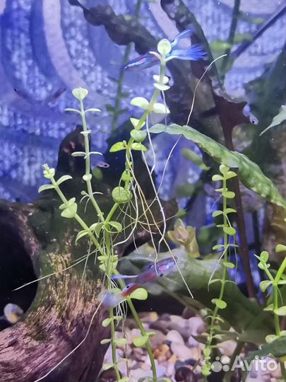 Аквариумные рыбки гуппи