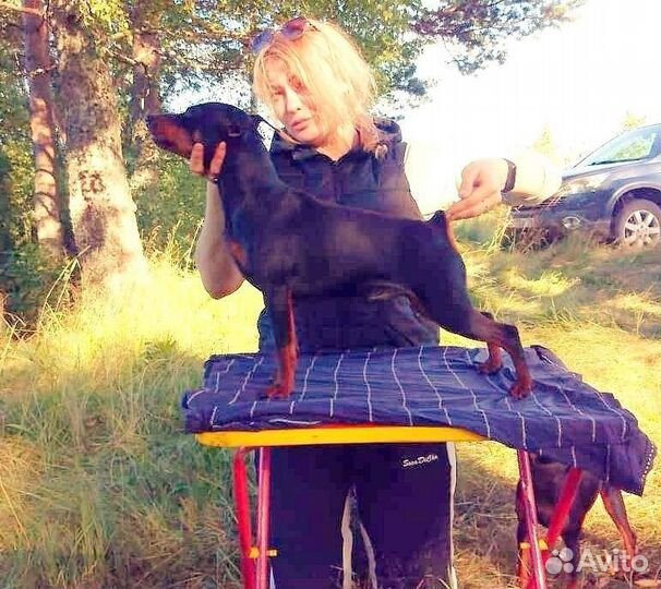 Цвергпинчер