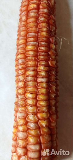 Кукуруза семена