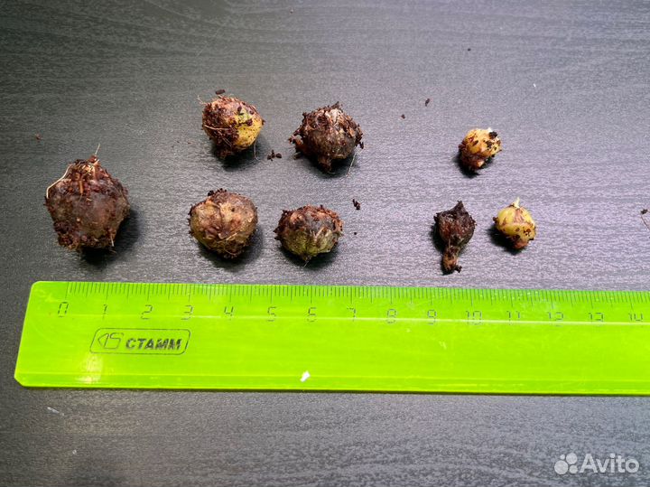 Алоказия фрайдек вариегатная и клубни