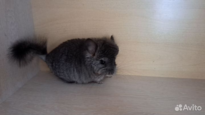 Шиншилла ангора