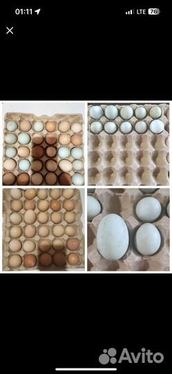 Продам домашнее яйцо