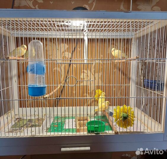 Канарейки овсяночного напева