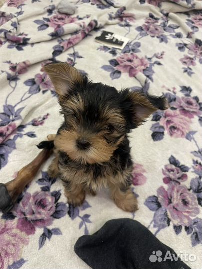 Йоркширский терьер