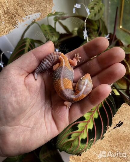 Ответственная передержка для животных, рептилий