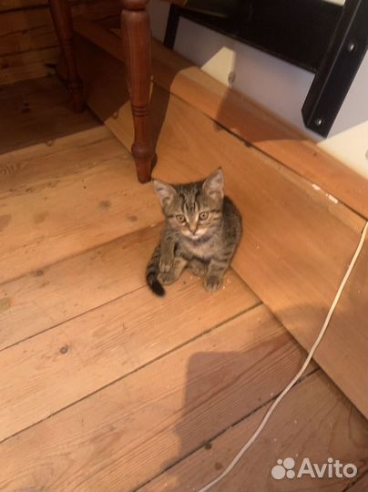 Котёнок мальчик