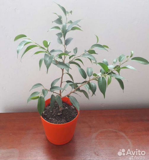 Комнатные цветы