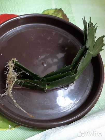 Apple blossom бальзамин махровый