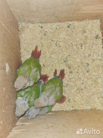 Пирруры, ручные птенчики