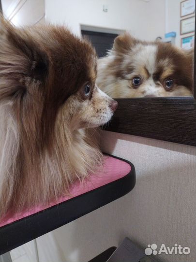 Немецкий шпиц вязка