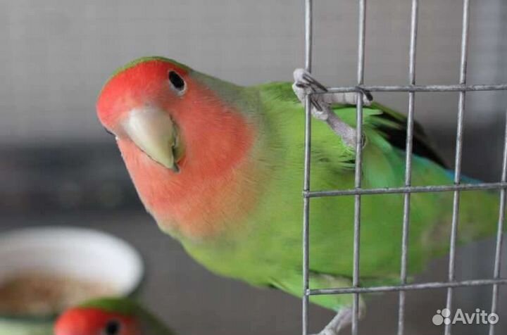 Пара неразлучников