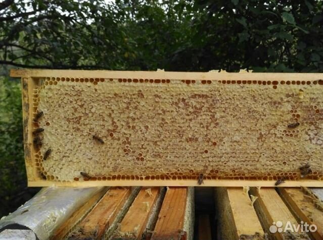 Мёд 2024 года натуральный опт