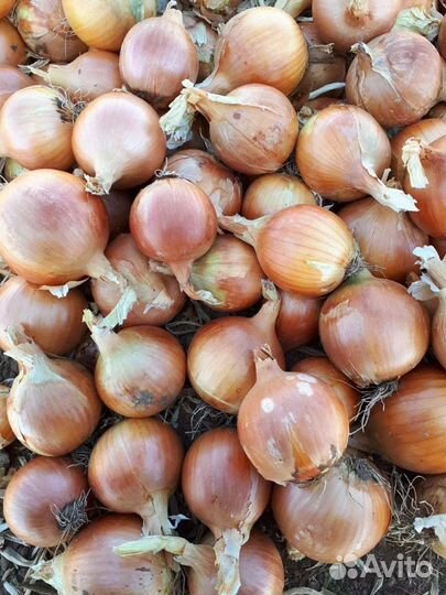 Лук репчатый