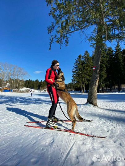 Передержка, дрессировка. Собаки спасатели