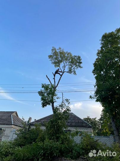 Спил деревьев,снос домов,расчистка участков