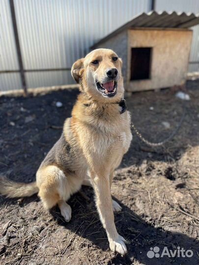 Собака Лора