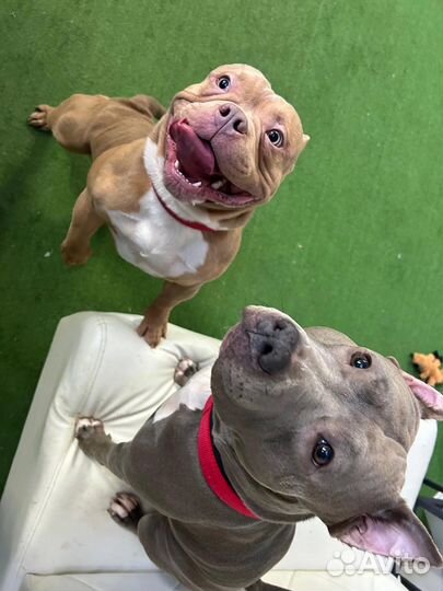 Зоогостиница. Передержка домашних животных