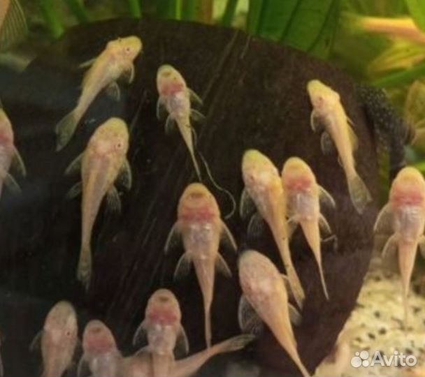 Рыбки Сомики Анциструсы желтые