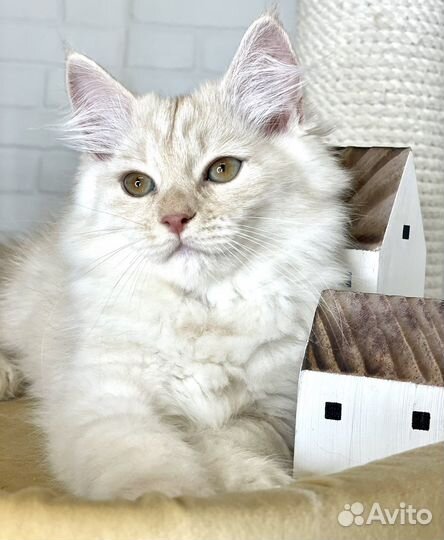 Сибирский котенок девочка