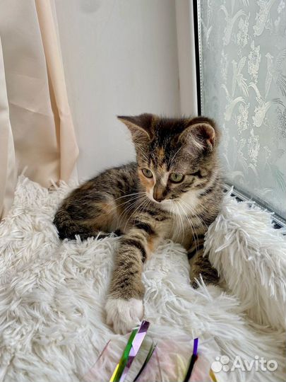 Ромашка ищет дом