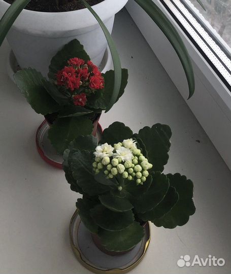 Каланхоэ цветущий