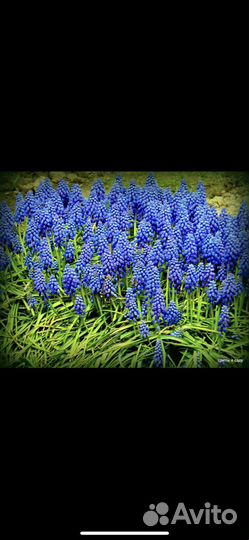 Мускари и матрикария,примулы