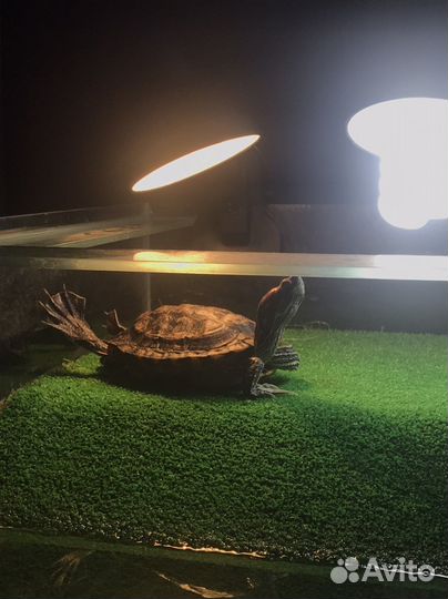 Зооняня. Передержка рептилий