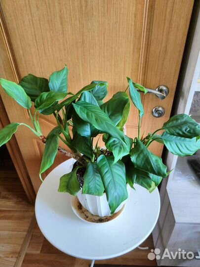 Комнатные цветы