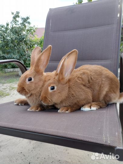 Кролики нзк нзб