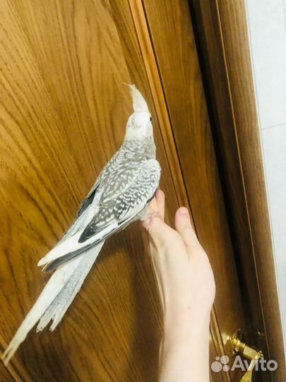 Попугай корелла выкормыш с клеткой