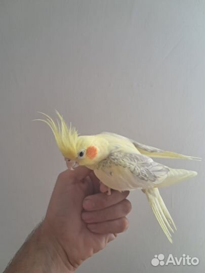 Карелла птенец