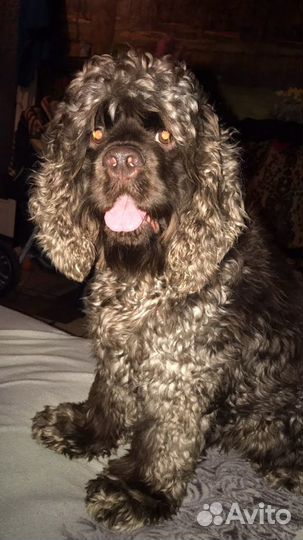 Кокер спаниель