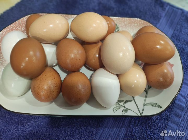 Яйцо домашнее