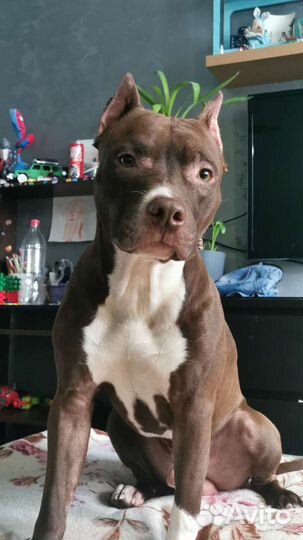 Питбультерьер вязка